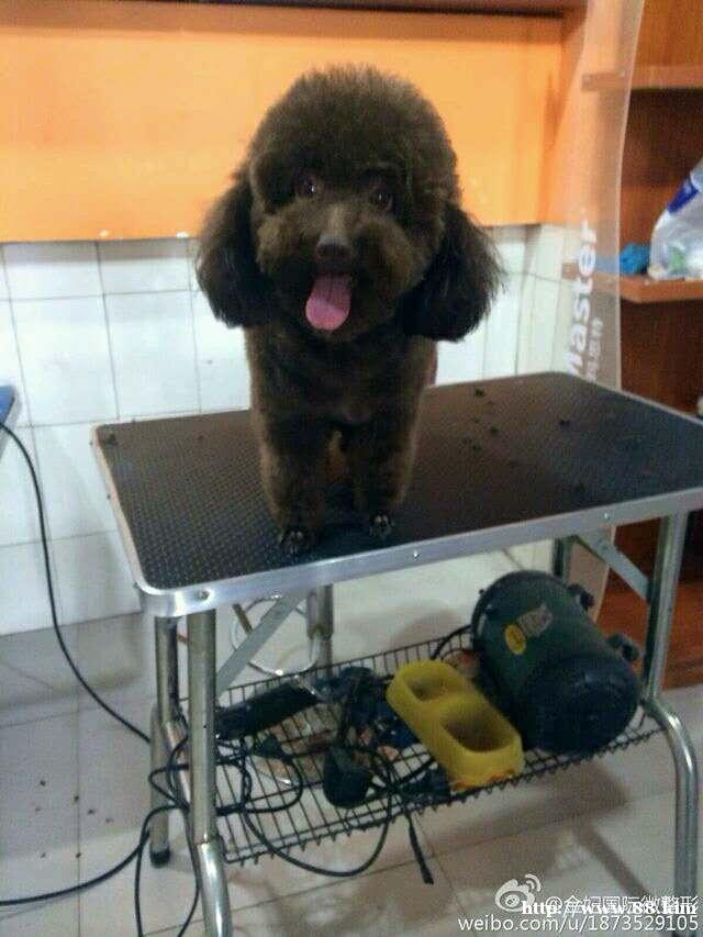 曼迪迦宠物美容会所诚邀全国招商加盟