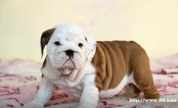 【法国斗牛犬】——【英国斗牛犬】可选公母